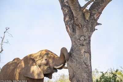 Фото: Kevin Dooley / Idube Photo Safaris.