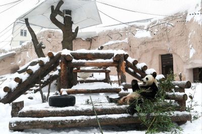 Большая панда в вольере Московского зоопарка. Фото: Максим Блинов/ РИА Новости.