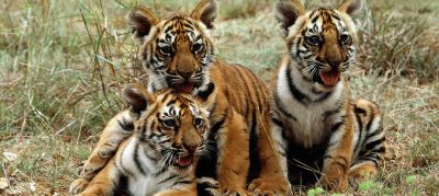 Из-за изменения климата и вмешательства человека многим видам грозит исчезновение. Тигры в их числе. Фото ООН/Дж.Айсак.