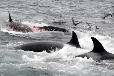 Раненый кит в окружении нескольких косаток. Фото: John Daw, Australian Wildlife Journeys
