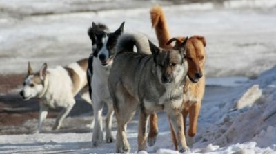 СК: в поселке Угольные Копи на Чукотке бездомная собака напала на 16-летнего подростка.