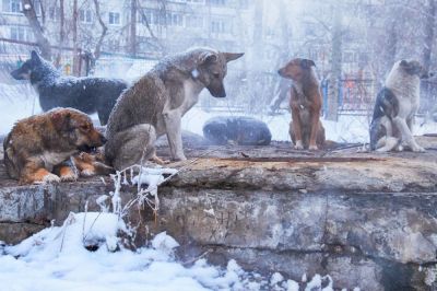 В появлении бродячих стай во многом виноваты люди. Наигравшись, они выбрасывают собак и кошек, обрекая их на голод, холод и агрессию. Фото: Zastavkin / istock.
