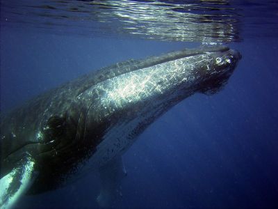 В 1986 году МКК ввела мораторий на бой китов, разрешив лишь ограниченную добычу этих животных в исследовательских целях. 
