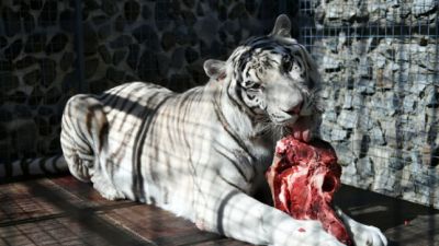Вольер с тигром в цирке. Архивное фото: РИА Новости / Максим Блинов.