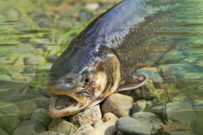 Из-за искусственного изменения водных путей и спровоцированной глобальным потеплением засухи около 83 процентов пресноводных видов рыб Калифорнии исчезли или находятся под угрозой.
