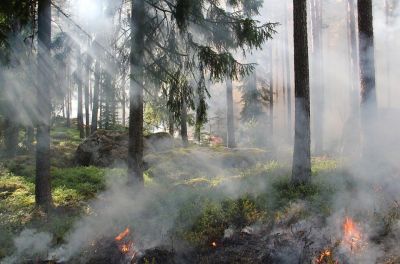 Ученые Колорадского университета обнаружили усиление лесных пожаров из-за жарких ночей.