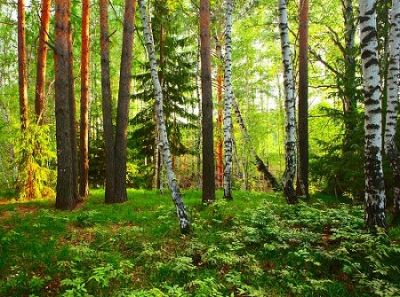Леса – национальное богатство России. Фото: Dudarev Mikhail, Shutterstock