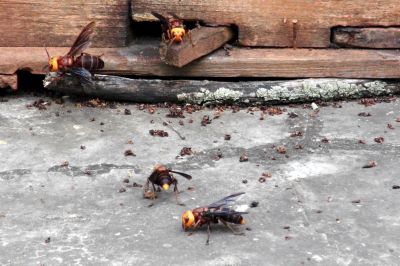 Шершни V. mandarinia атакуют пчелиное гнездо. Фото: Dong Shihao.