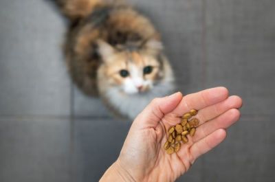 На перевод собаки или кота на новый корм нужно 5–7 дней. Фото: Shutterstock.com.