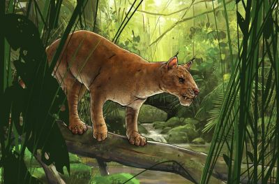 Первый саблезубый зверь Diegoaelurus vanvalkenburghae. Иллюстрация: San Diego Natural History Museum