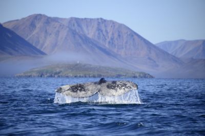 Чтобы попытаться установить причину появления запаха, учёные проанализировали пробы кожи серых китов.