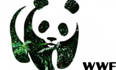 Ранее между правительством Чукотки и WWF было подписано соглашение о сотрудничестве в области охраны окружающей среды.