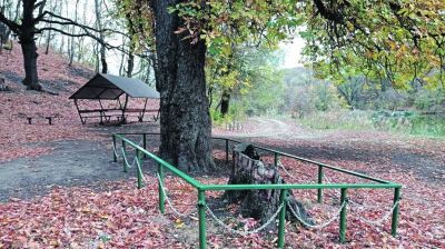 Великий писатель 128 лет назад посадил дерево в парке-усадьбе россошанского села Еленовка.