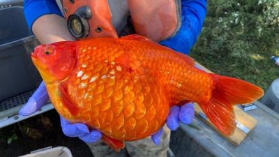 Огромная одичавшая золотая рыбка. Фото: Fisheries and Oceans Canada.