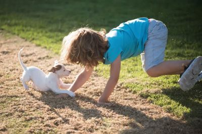 Дети могут сильно испугать собаку в щенячьем возрасте, что может перерасти не только в неприязнь, но и в агрессию.
