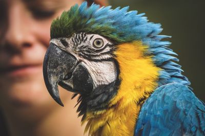 Дольше всех живут попугаи с большим мозгом и высоким интеллектом?