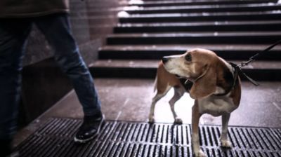 Домашняя собака на прогулке. Архивное фото РИА Новости / Илья Питалев.