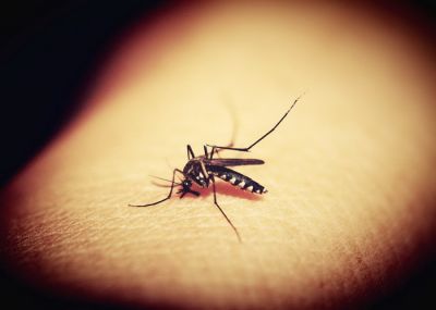 Узнав как можно больше о том, как комары нас чуют, мы сможем в будущем создать такие средства, которые делали бы нас полностью «невидимыми» для комариного обоняния.