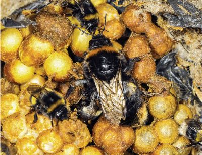 В шмелином гнезде, как и в пчелином улье, шмели-рабочие заботятся о подрастающем поколении. Фото: 10.1126/science.abf7482