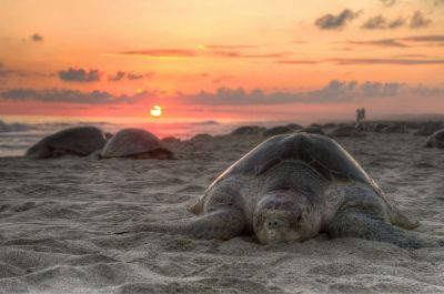 Черепахи на берегу.