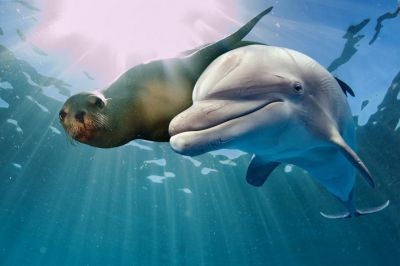 Сегодняшний день считается днем защиты не только китов, но и всех морских млекопитающих. Фото: izanbar, depositphotos.com