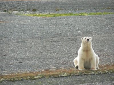 Белый медведь – самый крупный из наземных хищников.