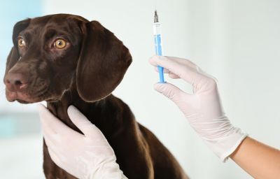 Верить в непроверенную информацию и отказываться от вакцинации из-за чьих-то заблуждений опасно для здоровья и жизни собаки.
