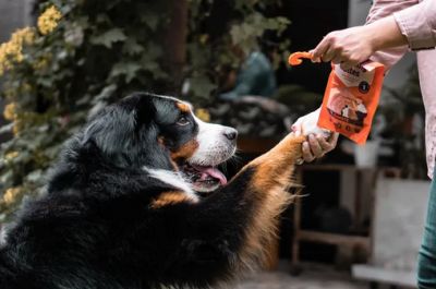 Обидно, когда пытаешься завоевать любовь собаки вкусным угощением, а она этого не помнит. Фото: Unsplash