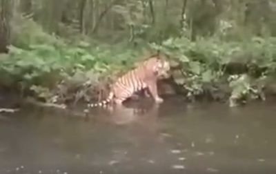 Кадр из видео, где тигр находится на противоположном берегу.