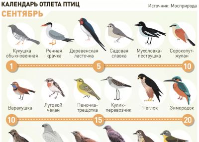 Всего в городе можно встретить 245 видов птиц, из них на зиму остаются 90.