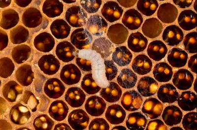 На фото — личинка большой восковой моли (Galleria mellonella) ползет по пчелиным сотам.