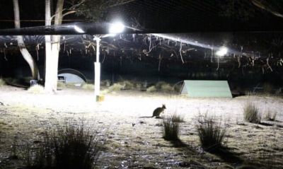 Кенгуру Евгении под светодиодными лампами. Фото: phys.org.