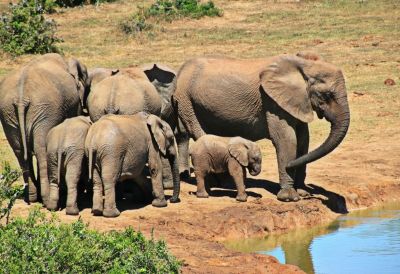 В Зимбабве животных из-за засухи массово перевозят с юга страны на север. Иллюстрация: pxhere.com.
