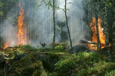 В августе в Рязанской, Ивановской, Нижегородской областях и Республике Марий Эл бушевали лесные пожары.