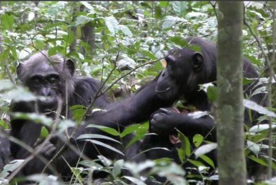 Лист может показаться не особо интересным объектом, но для этой молодой шимпанзе главное — привлечь внимание матери. Фото: Dr Claudia Wilke, University of York.