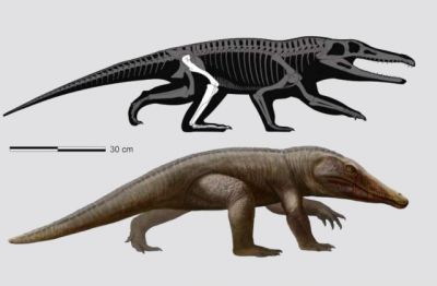 Очень вероятно, что существо ползало на карачках под динозаврами. Иллюстрация: Maurício S. Garcia; Matheus Fernandes.