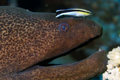 Губанчики, как и другие чистильщики, занимаются тем, что счищают паразитов с более крупных рыб – например, с мурен. Фото: prilfish / Flickr.com.
