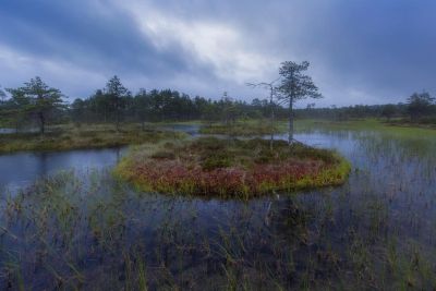 Растительность североевропейских болот оказалась способной сдерживать выбросы углерода. Фото: Getty images.