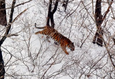 Амурский тигр — самый крупный подвид тигра на планете. Он занесен в Красные книги России и мира.