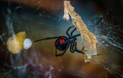 Черная вдова Latrodectus mactans. Фото: Sharon Keating/Shutterstock/FOTODOM.