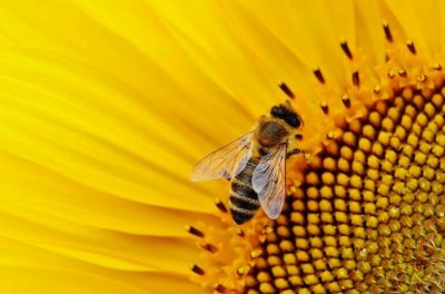 Почему у сладкой пчеловодческой отрасли горький «химический» привкус?