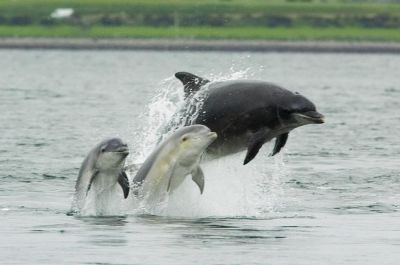 Афалина с двумя детёнышами. Архивное фото: Moray Firth, Шотландия / wikipedia.