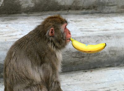 Любят ли обезьяны бананы?