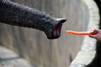 Слоновьи усы на конце хобота оказались неподвижными и малочувствительными. Фото: Waldemar / Unsplash.com.