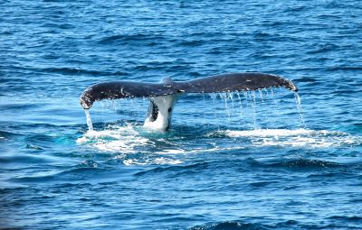 Сегодняшний день считается днем защиты не только китов, но и всех морских млекопитающих.