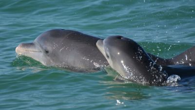 Афалина с детёнышем. Фото: Sarasota Dolphin Research Program.