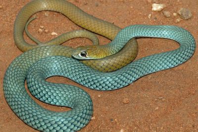 Рептилию довольно сложно обнаружить, а поймать — еще сложнее. Фото: Mark Hutchinson/University of Adelaide.