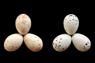 Яйца двух самок дронго; правые нижние — кукушечьи. Фото: Jess Lund.