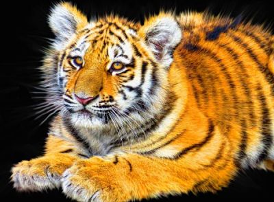 Международный день тигра отмечается 29 июля и информирует о проблеме исчезновения тигров и способах их защиты.
