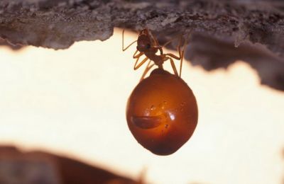 Медовая бочка одного из видов медовых муравьёв. Фото: Smithsonian Institution-NMNH-Insect Zoo / Flickr.com.